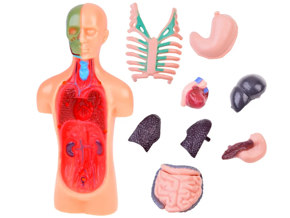 mini ljudski model s poprečnim presjekom i organima - slika 6