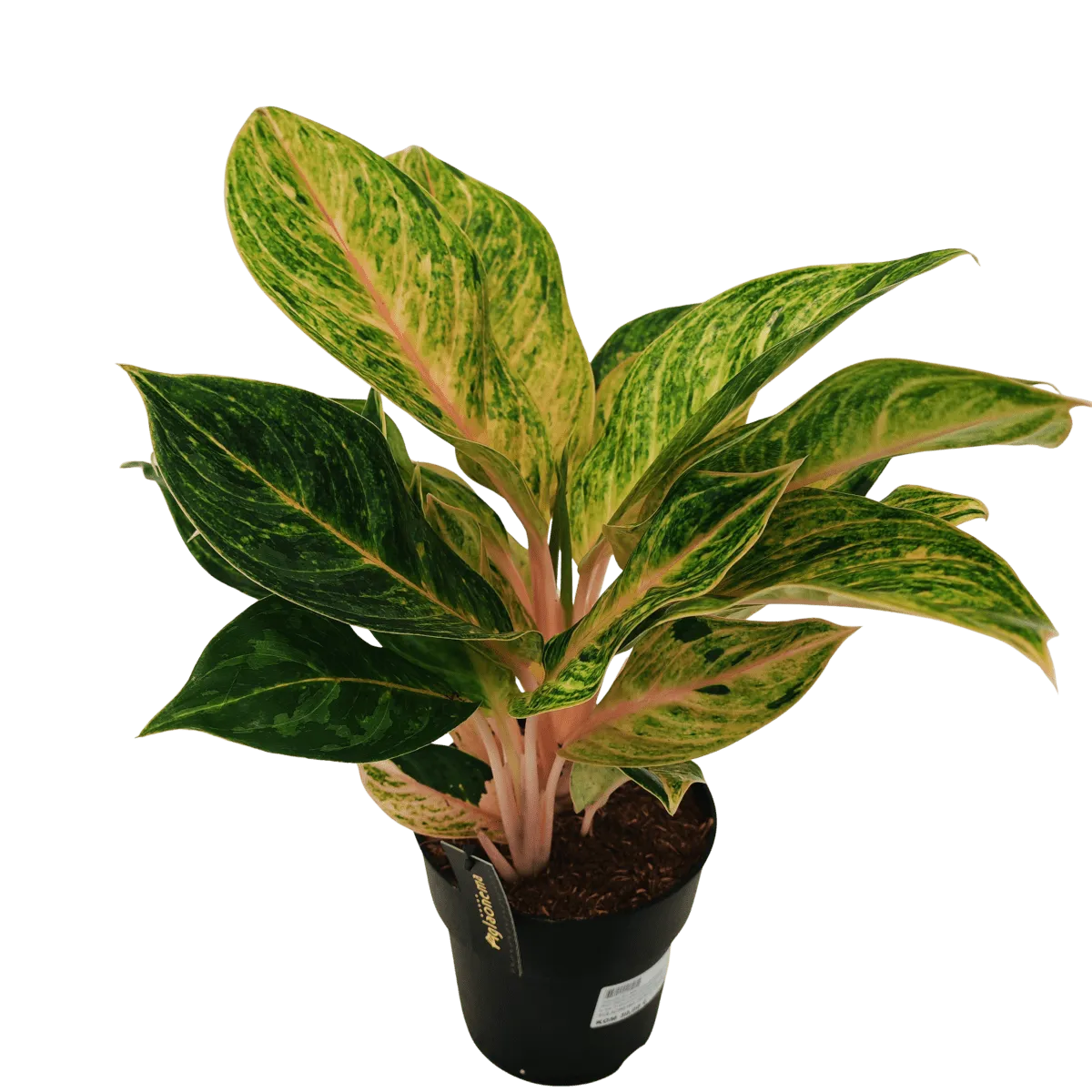 aglaonema - sobno cvijeće - slika 5