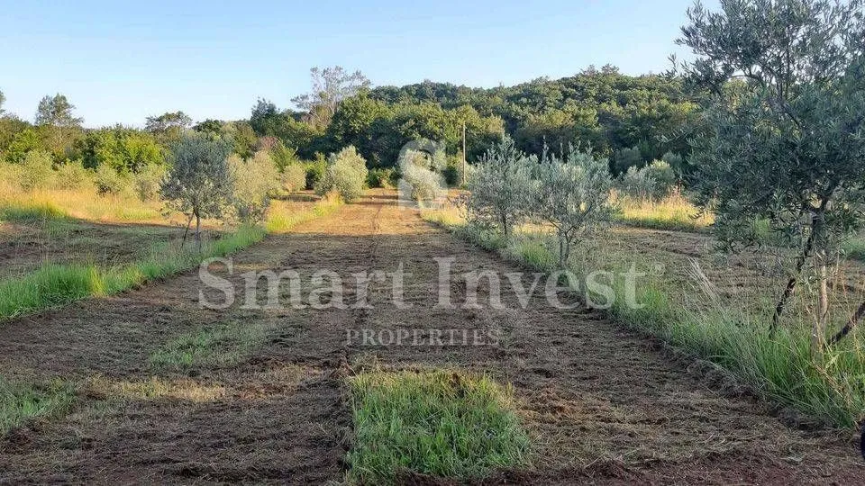 rabac - istra, imanje 27800 m2 s kamenom kućom samo 4 km od mora! - slika 9