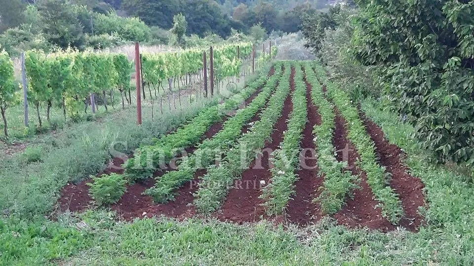 rabac - istra, imanje 27800 m2 s kamenom kućom samo 4 km od mora! - slika 12