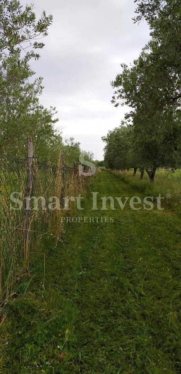 umag, prodaje se zemljište sa starim maslinama ***ekskluzivno samo kod nas*** - slika 5
