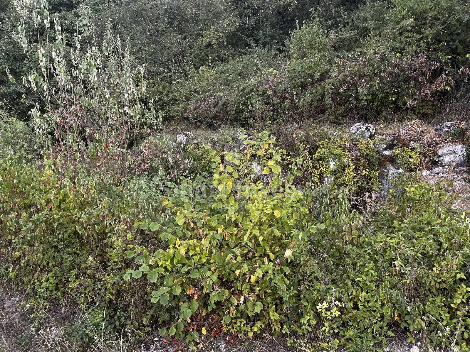 poljane - opatija, starina u mirnom okruženju! - slika 2