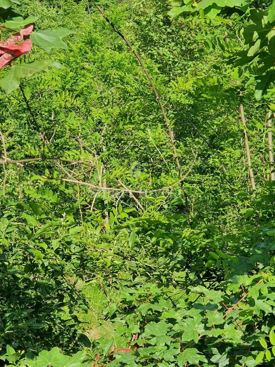 matulji - permani, zemljište od 6.422 m2 s građevinskom dozvolom za gradnju hale! - slika 2