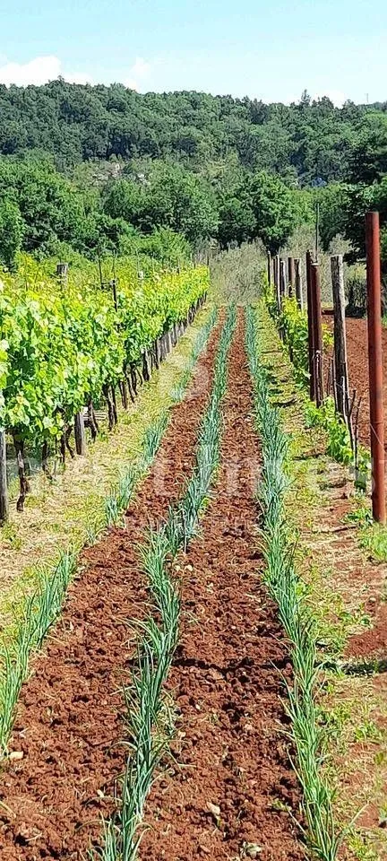 rabac - istra, imanje 27800 m2 s kamenom kućom samo 4 km od mora! - slika 10