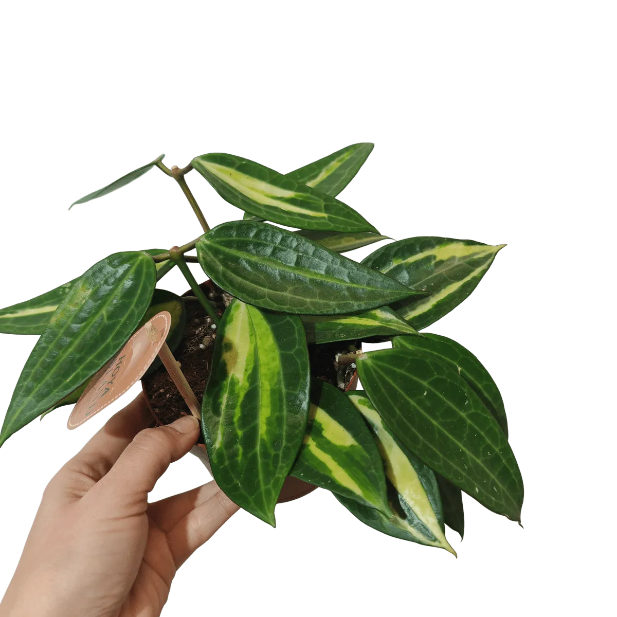 hoya “pot of gold” - slika 2