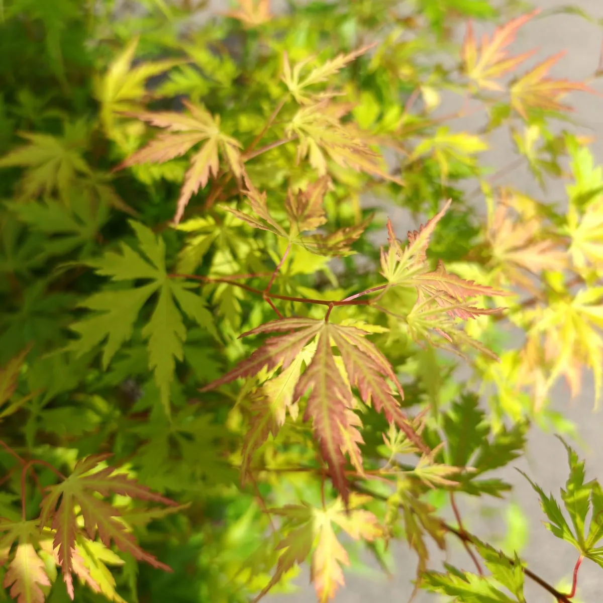 acer palmatum “orange lace” - slika 4