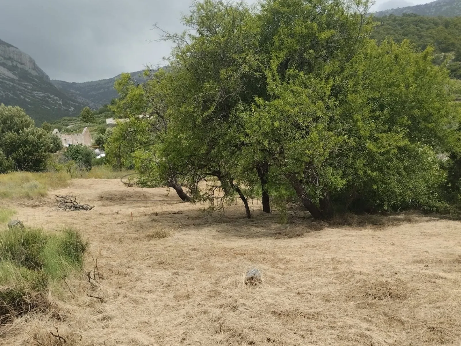 obradivo zemljište-otok brač-bol - slika 4