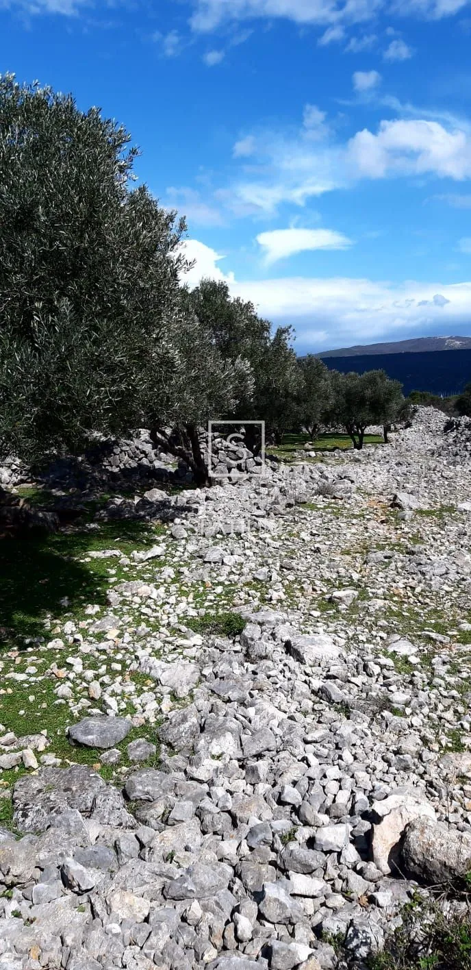 krk, maslinik na lijepoj lokaciji - slika 6