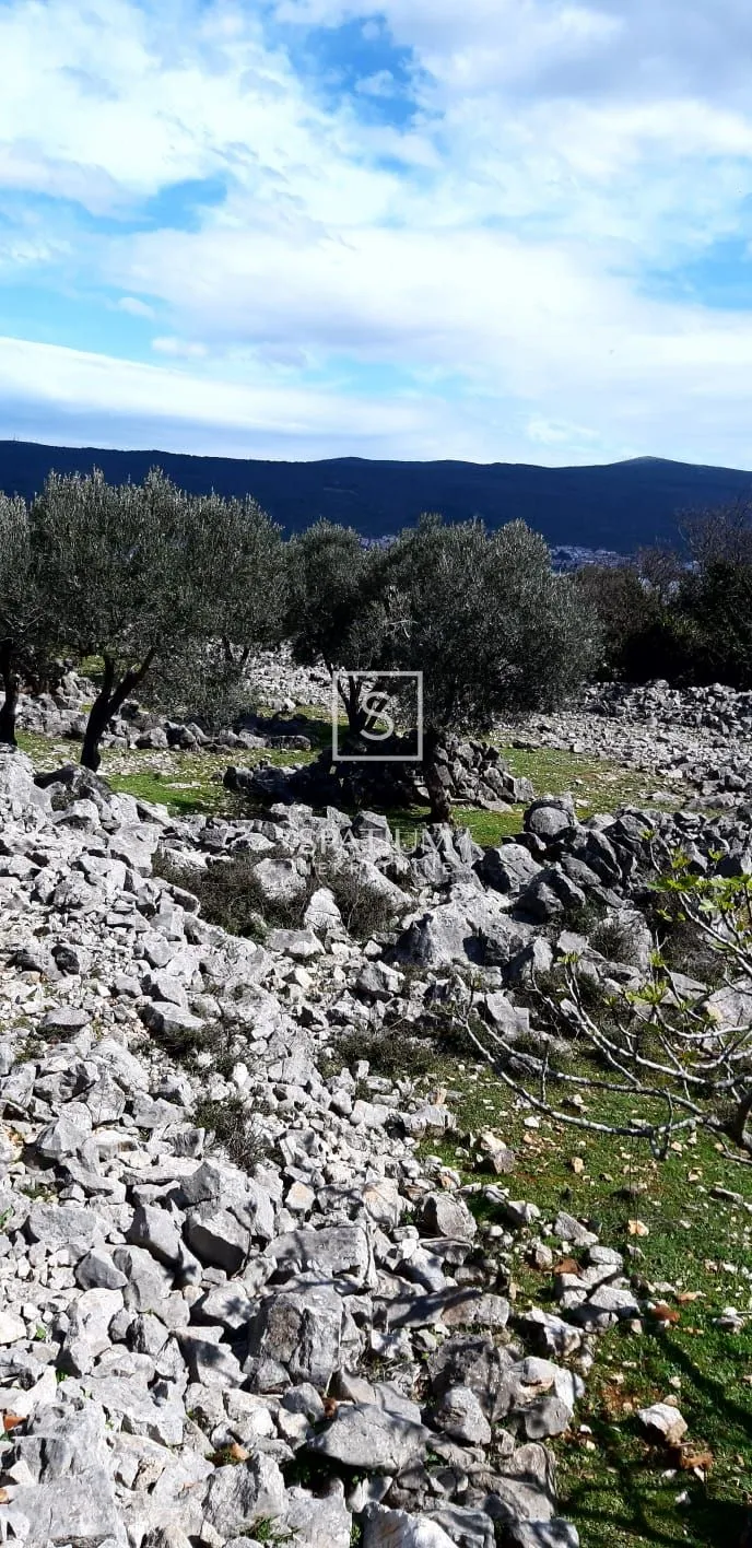 krk, maslinik na lijepoj lokaciji - slika 4