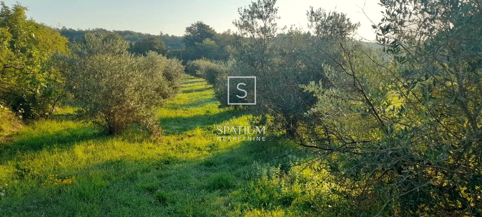 labin, poljoprivredno zemljište 27800m2 sa starinom - slika 5