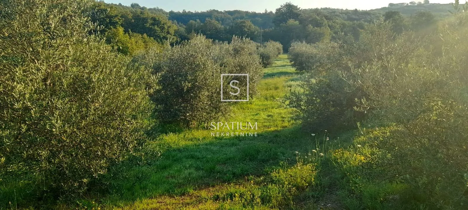 labin, poljoprivredno zemljište 27800m2 sa starinom - slika 3