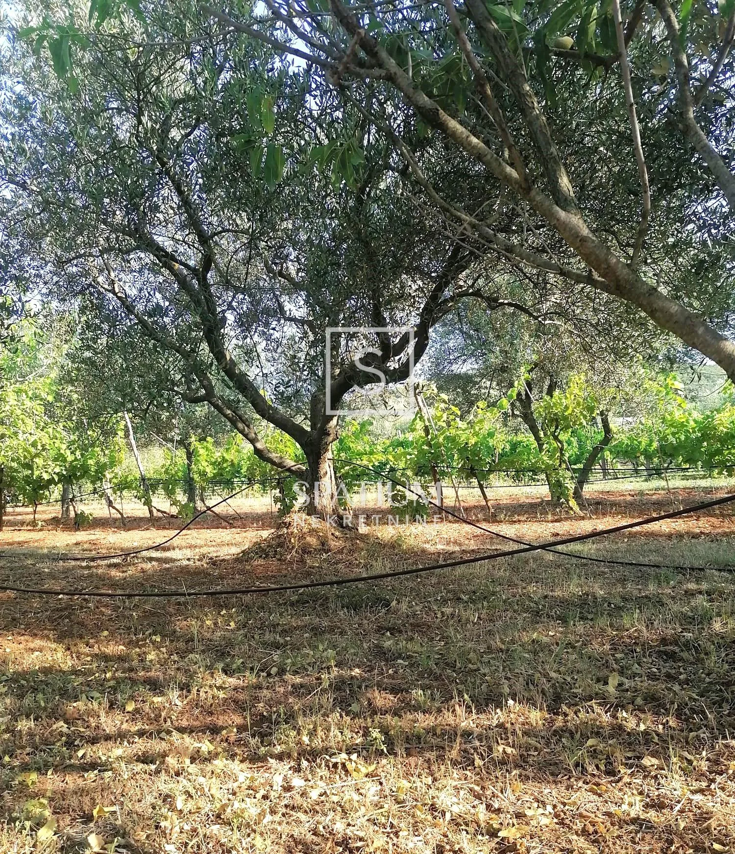 rovinj, zemljište s vinogradom i maslinikom - slika 3