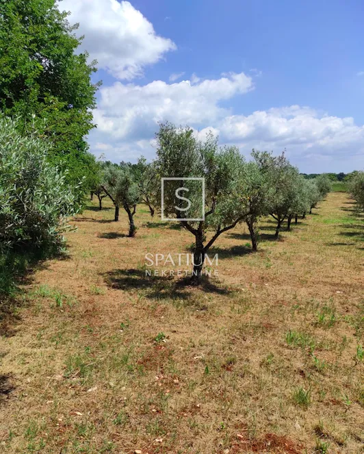 kaštelir, poljoprivredno zemljište s maslinikom - slika 2