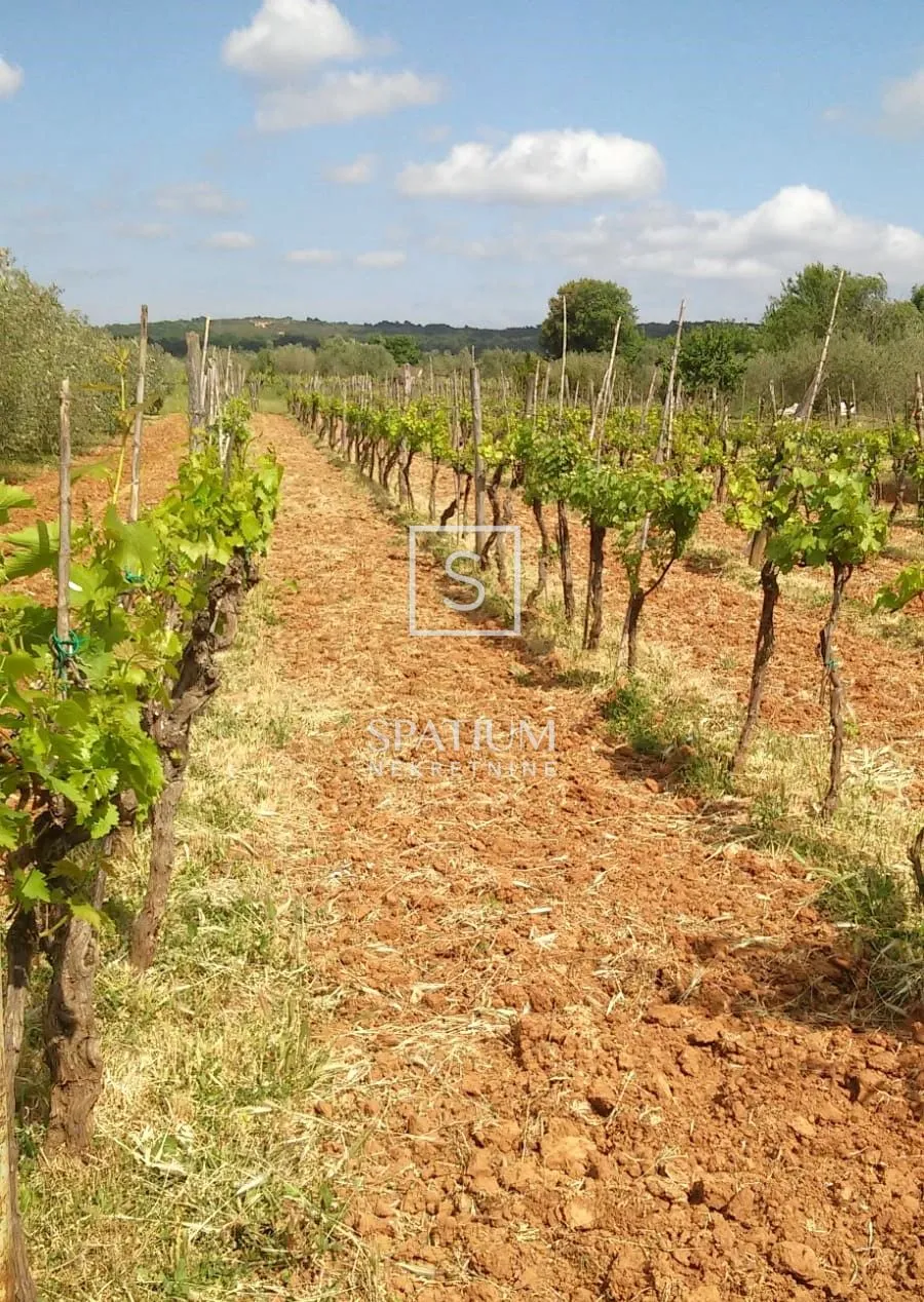 Rovinj, Zemljište S Vinogradom I Maslinikom