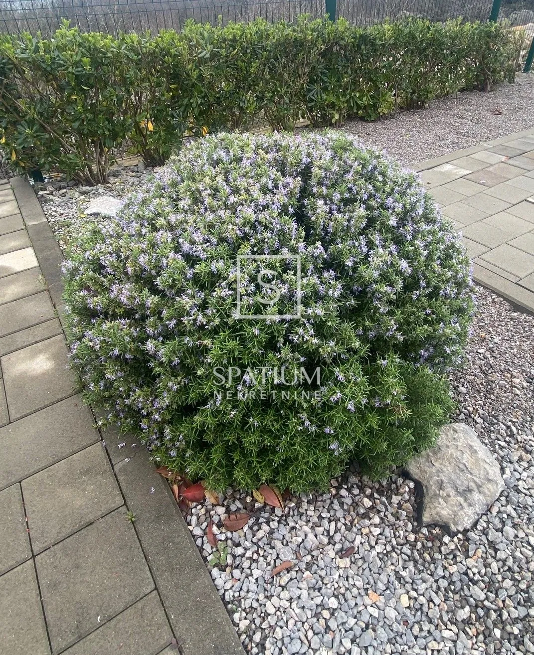smokvica krmpotska, stan s pogledom i bazenom - slika 7