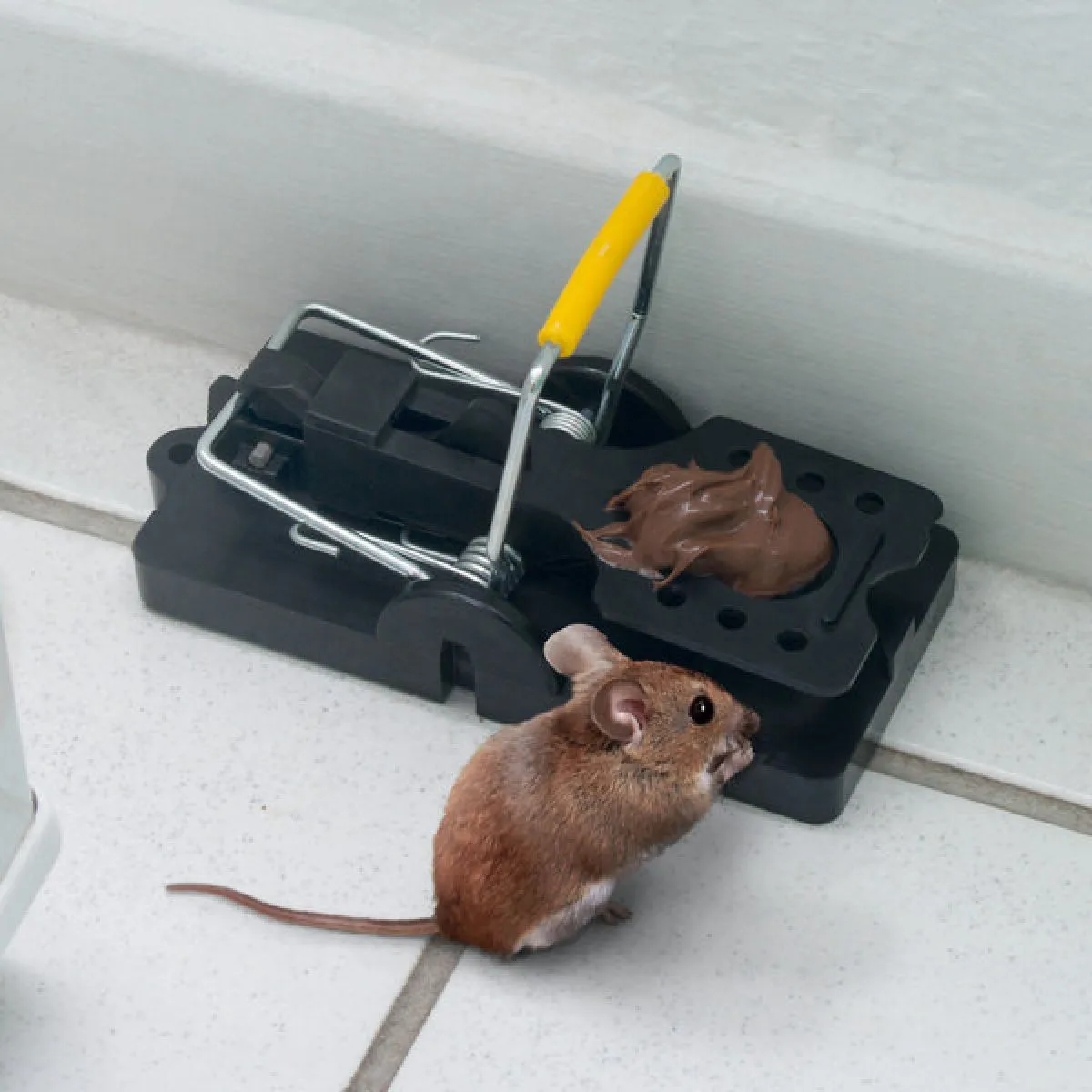 mišolovka house mouse - slika 2