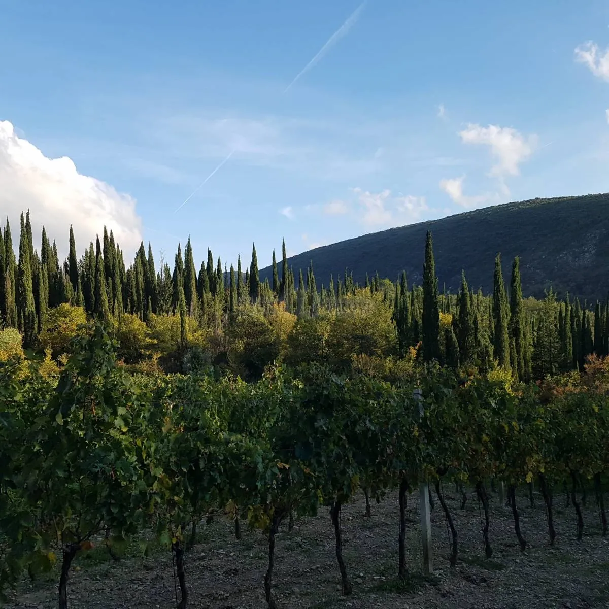 konavle- poljoprivredno zemljište s mogućnošću gradnje- 50.000 m² - slika 3