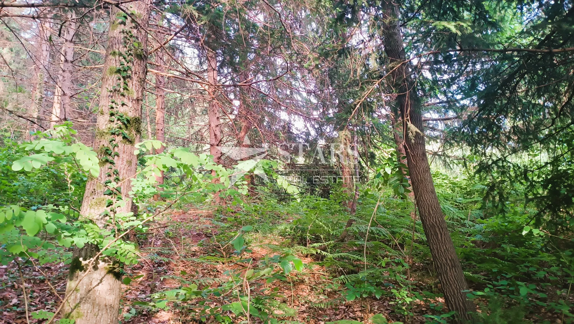 barilović - poljoprivredno zemljište s jelovom šumom 5 016 m2 - slika 3