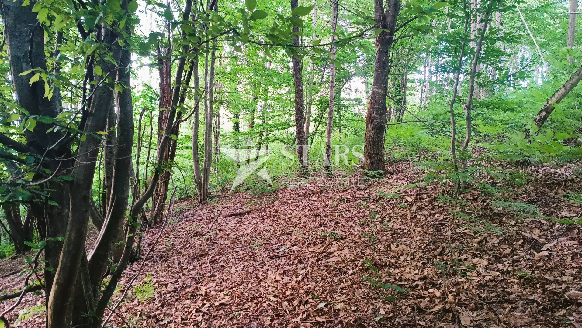 barilović - poljoprivredno zemljište s jelovom šumom 5 016 m2 - slika 9