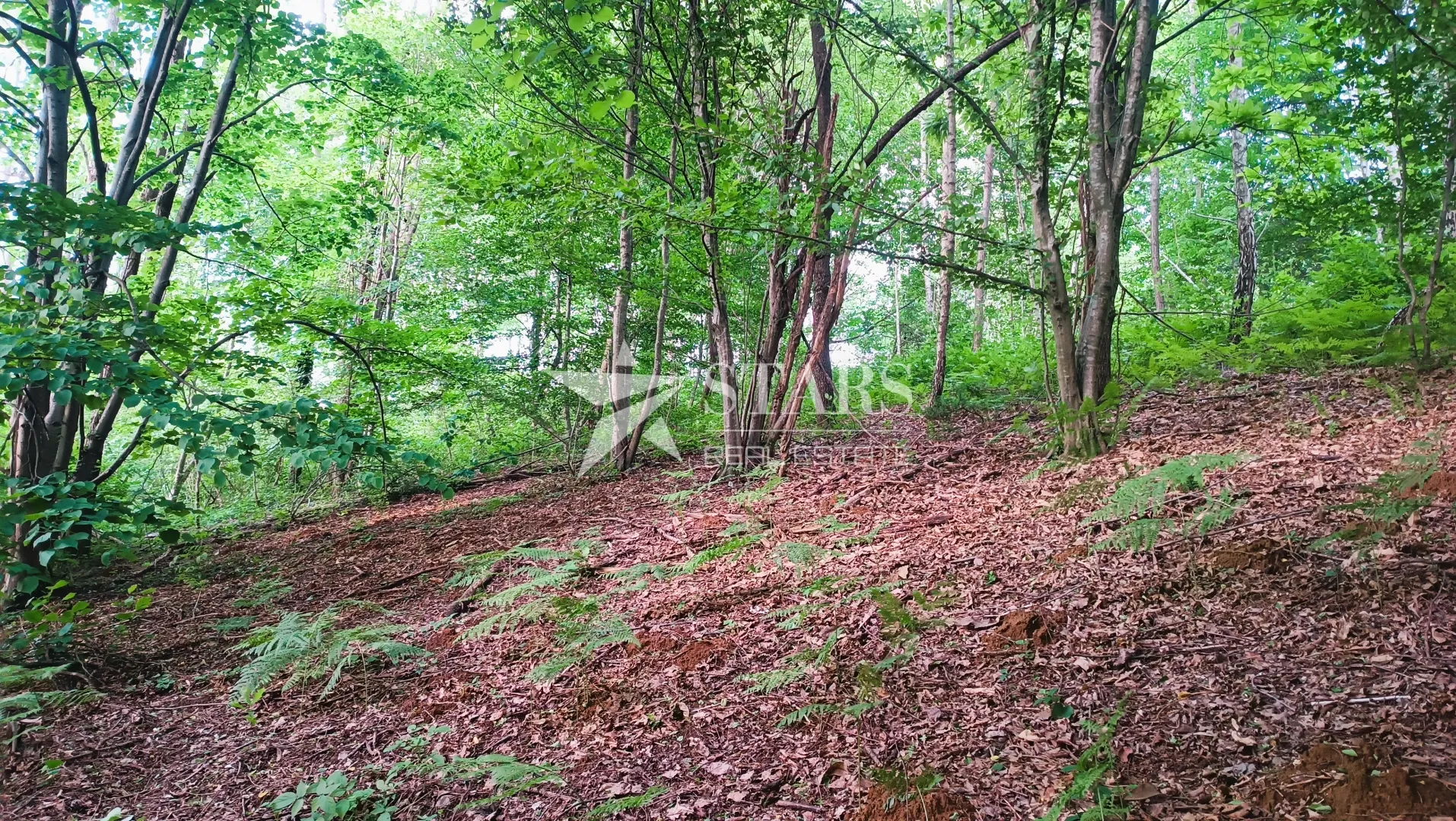 barilović - poljoprivredno zemljište s jelovom šumom 5 016 m2 - slika 10