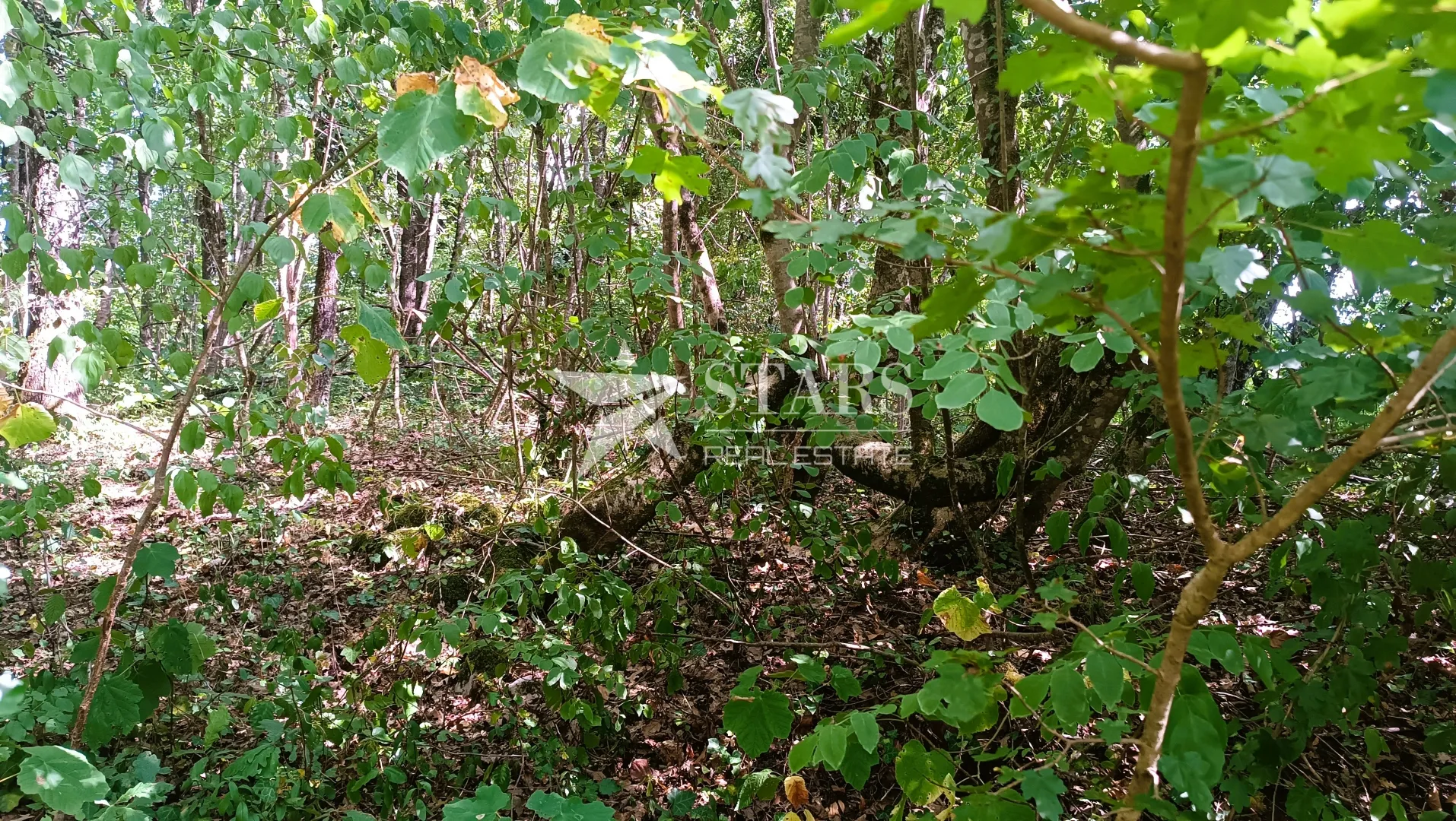 popovo selo - poljoprivredno zemljište – 53.418 m² (šuma, oranice, pašnjaci, livade) - slika 17