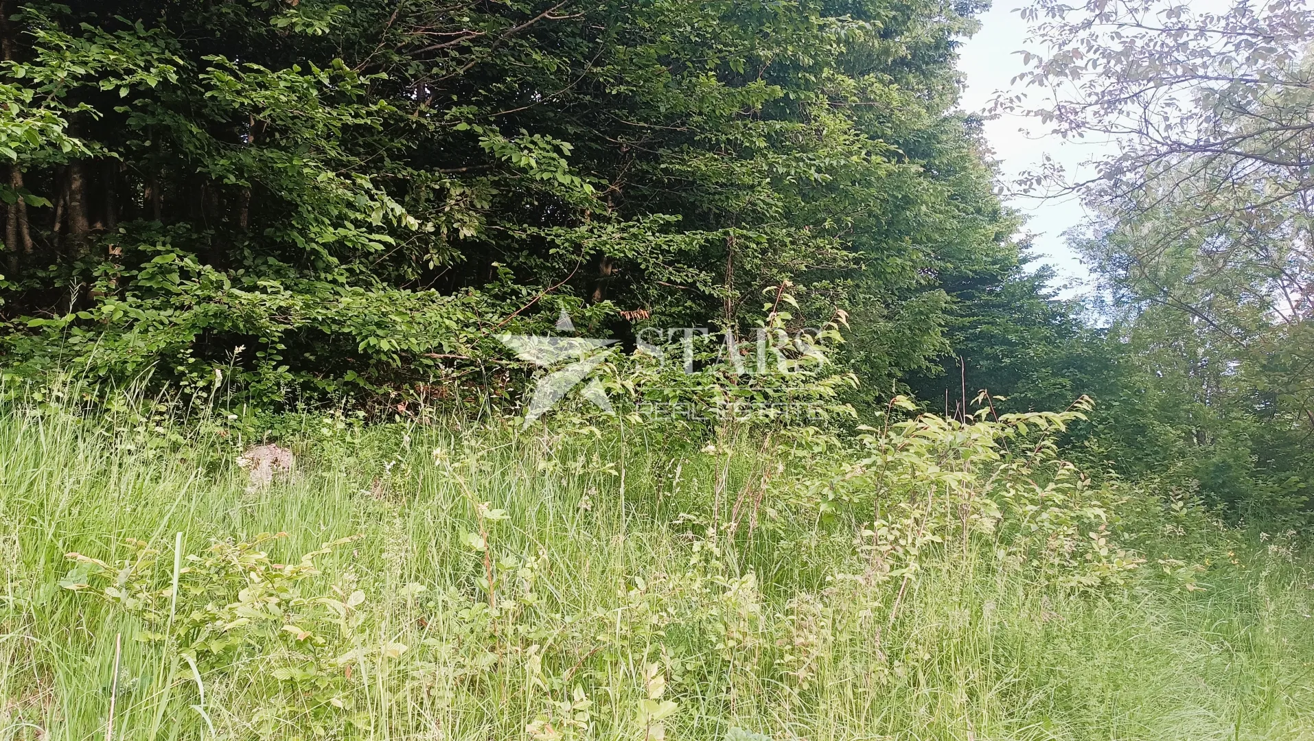 barilović - poljoprivredno zemljište s jelovom šumom 5 016 m2 - slika 15