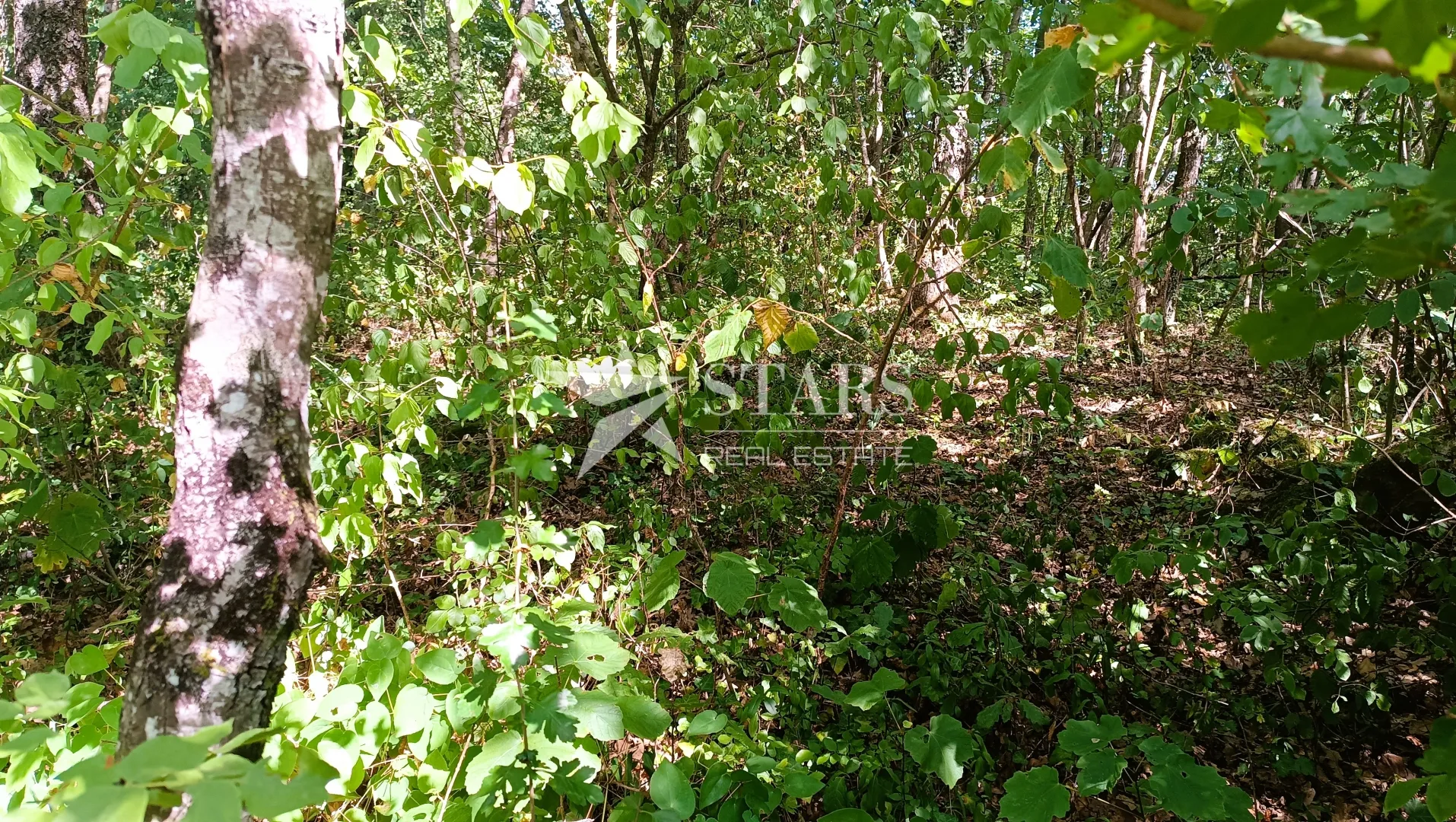 popovo selo - poljoprivredno zemljište – 53.418 m² (šuma, oranice, pašnjaci, livade) - slika 16