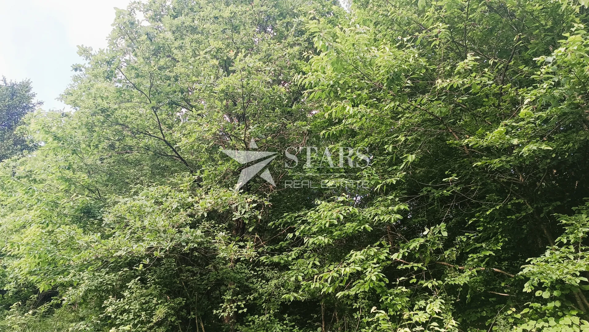 barilović - poljoprivredno zemljište s jelovom šumom 5 016 m2 - slika 13