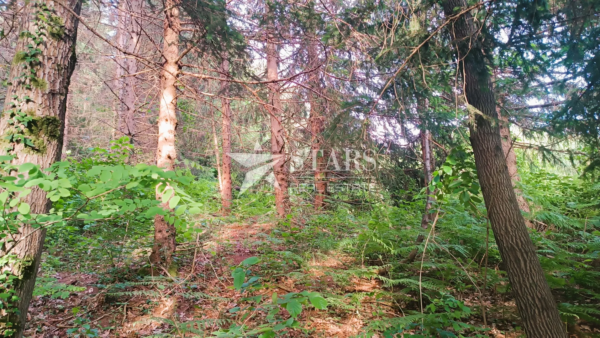 barilović - poljoprivredno zemljište s jelovom šumom 5 016 m2 - slika 4