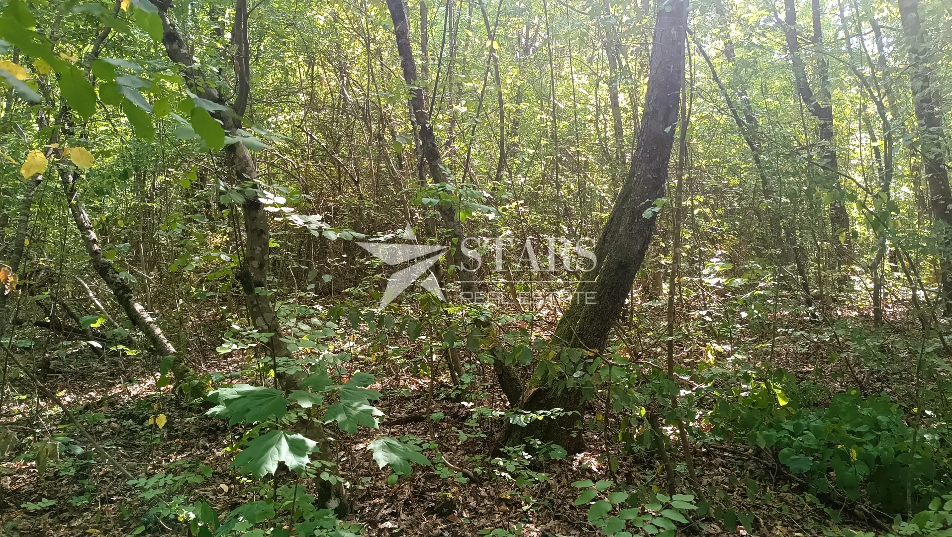 popovo selo - poljoprivredno zemljište – 53.418 m² (šuma, oranice, pašnjaci, livade) - slika 20