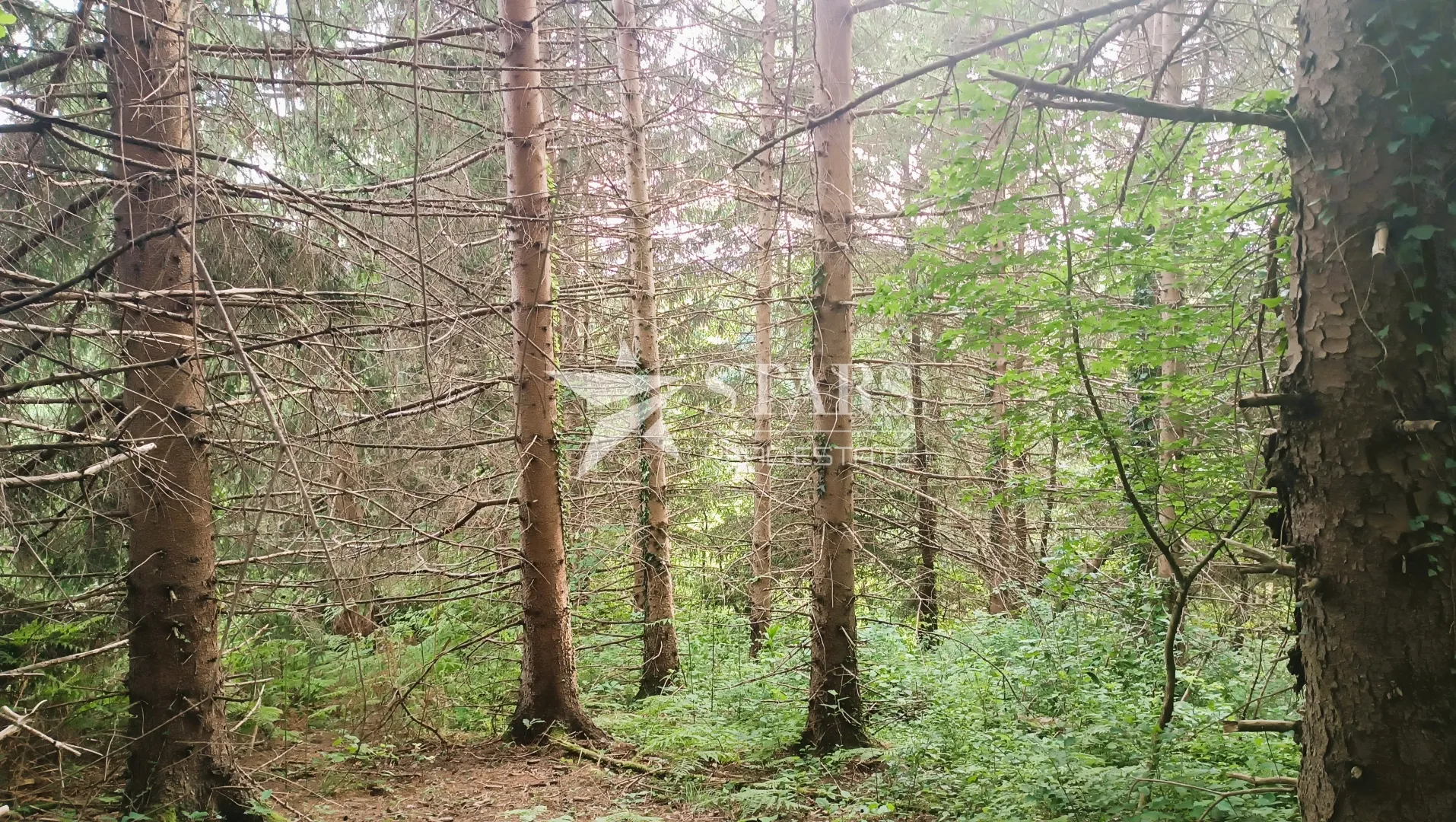 barilović - poljoprivredno zemljište s jelovom šumom 5 016 m2 - slika 7