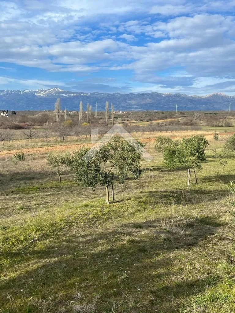 maslinik sa 55 stabala - pridraga, zadar - slika 2