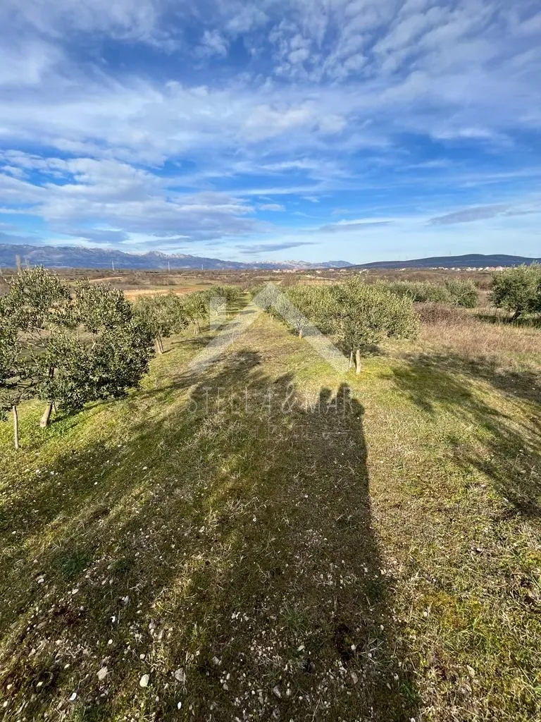 Maslinik sa 55 stabala - Pridraga, Zadar - Pridraga, Novigrad