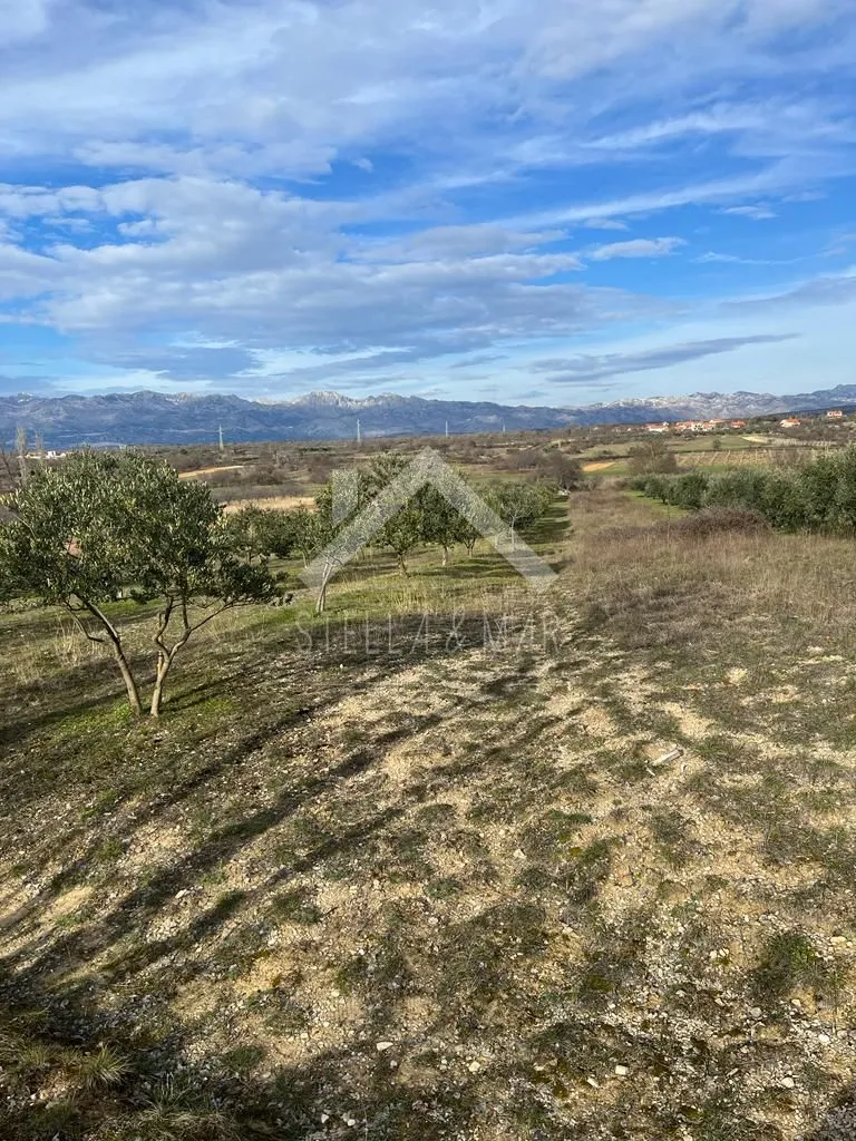 maslinik sa 55 stabala - pridraga, zadar - slika 5