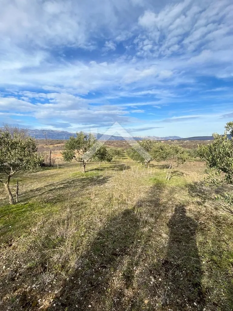 maslinik sa 55 stabala - pridraga, zadar - slika 4
