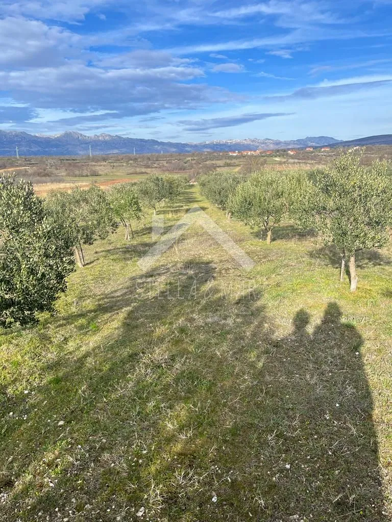 maslinik sa 55 stabala - pridraga, zadar - slika 3
