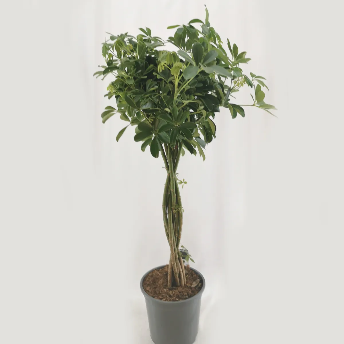 Schefflera Arb. Braided - Brestovac