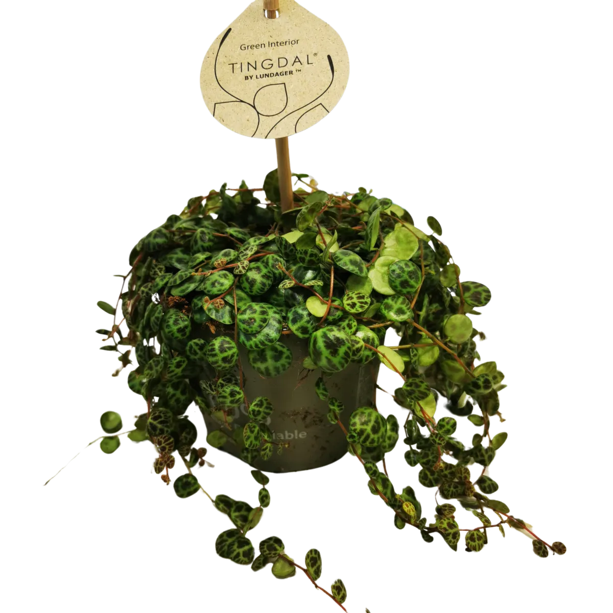 peperomia “prostrata” - slika 2