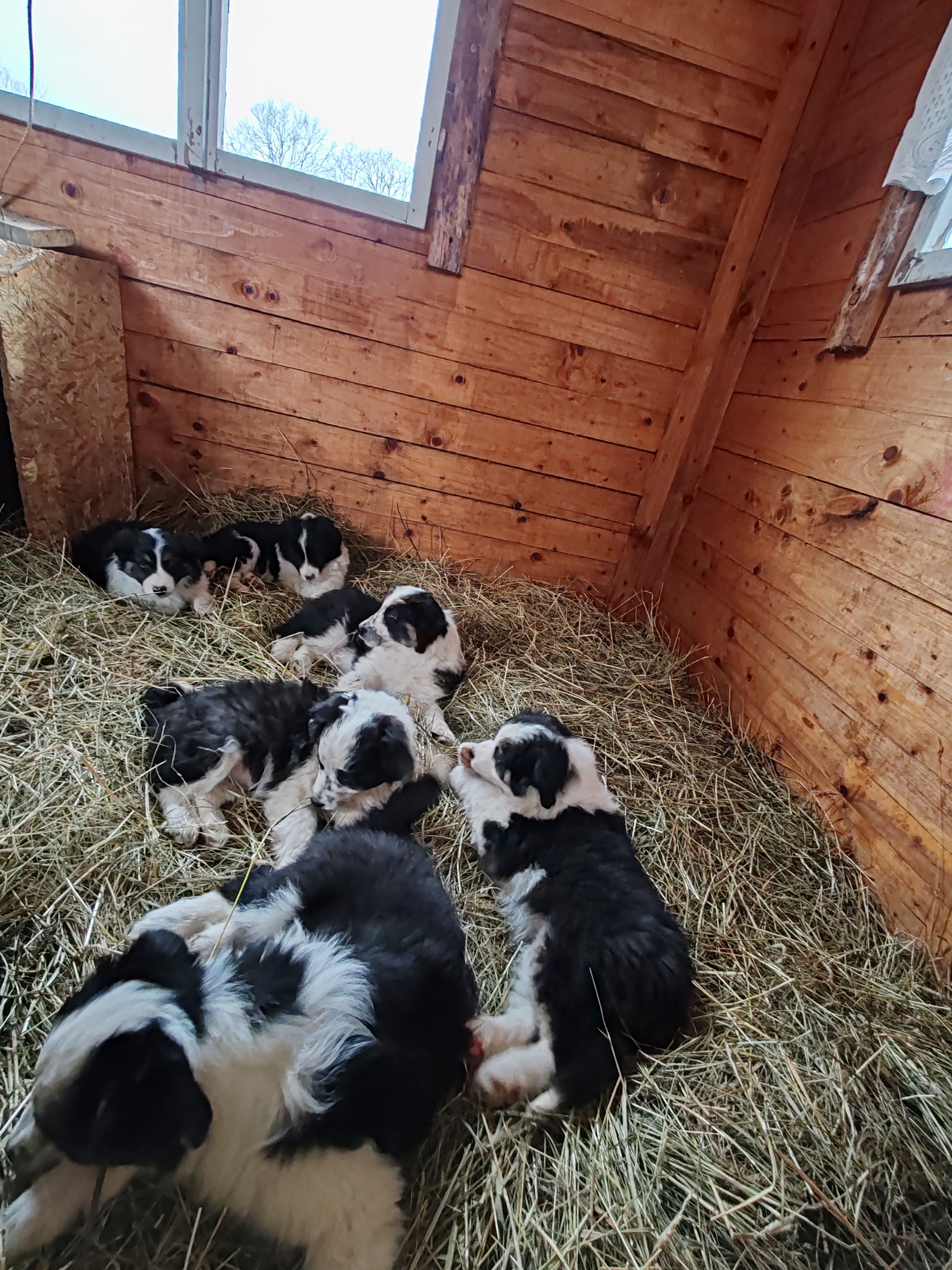 border collie štenci - slika 2