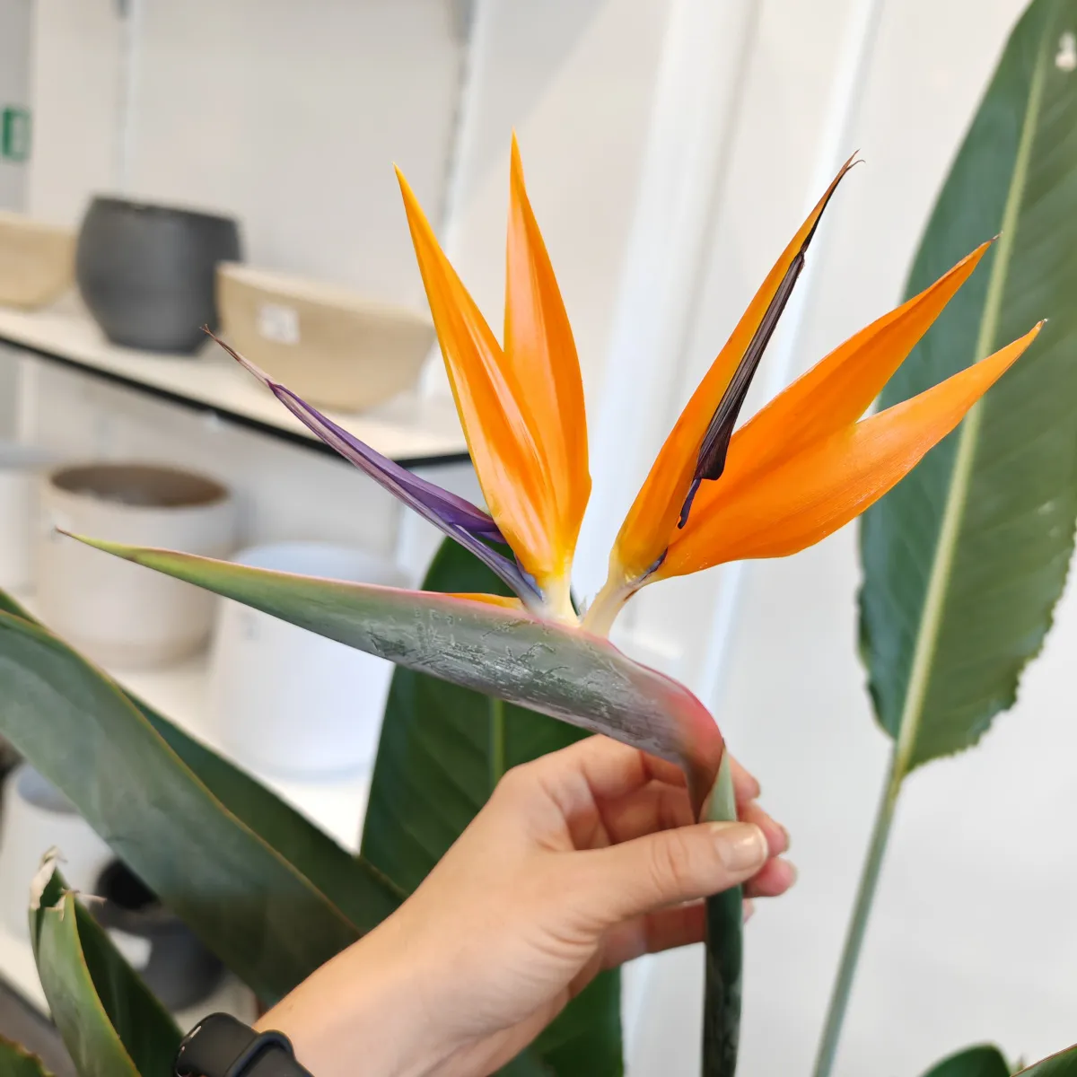 STRELITZIA “Reginae” - Brestovac