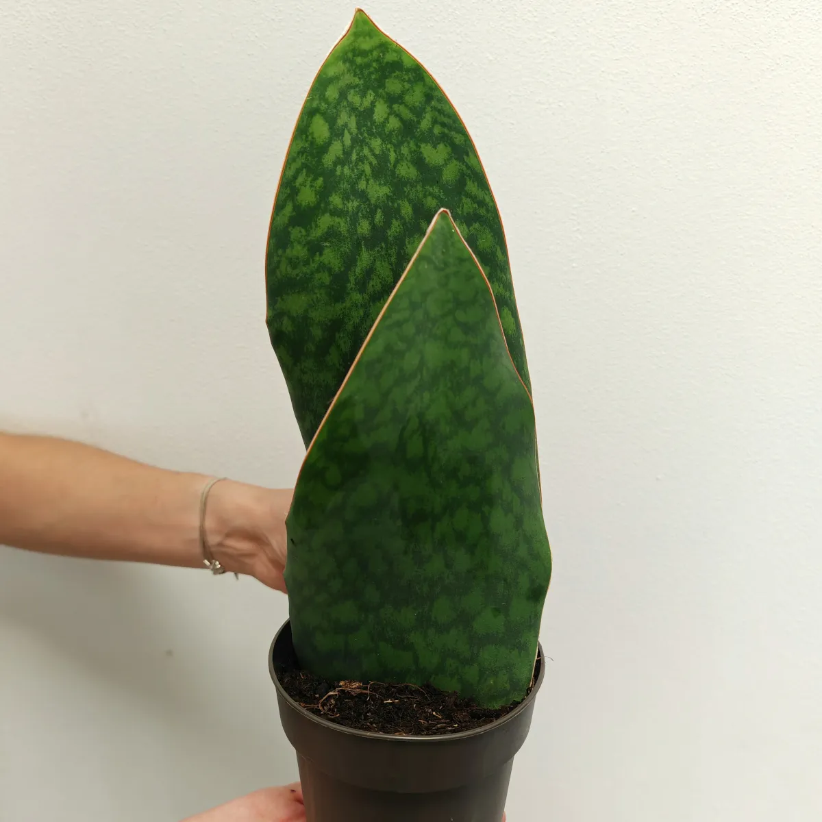 Sansevieria Masoniana - Brestovac
