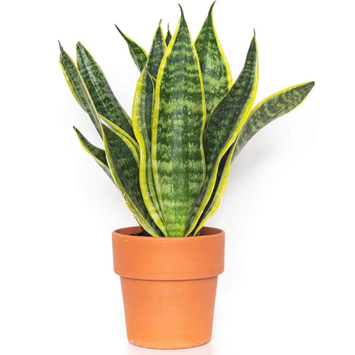 sansevieria trif. “futura superba” - slika 2