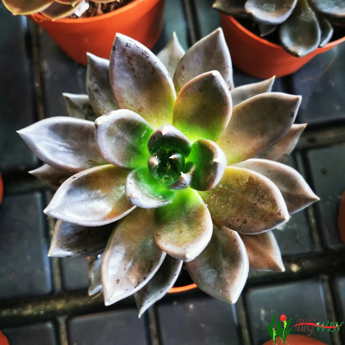 echeveria - sobno cvijeće - slika 8