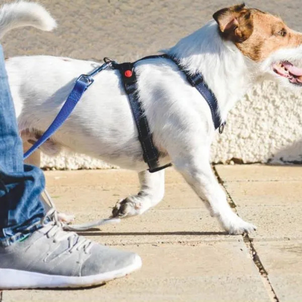 povodac za trening pasa- instant dog povodac - slika 2