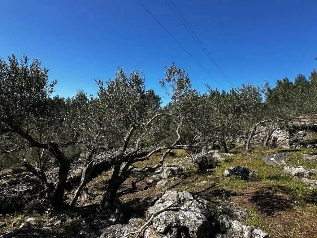 poljoprivredno zemljište na prodaju - blato - slika 19