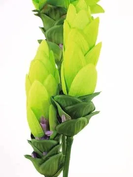 europalms ginger lily, 95cm - slika 3