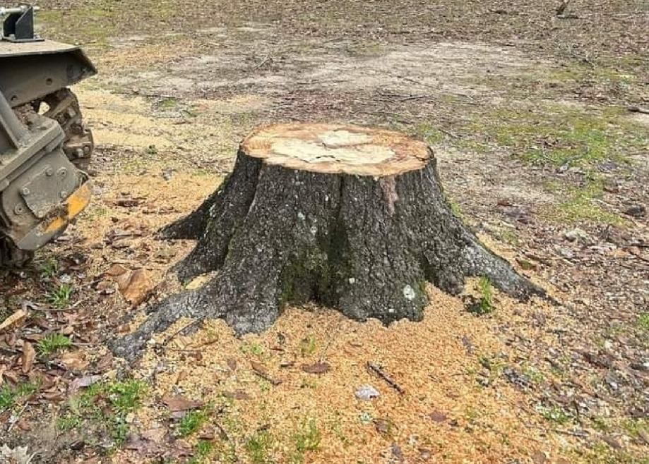 uklanjanje panjeva, usitnjavanja-drobljenja granja i drveća - slika 2
