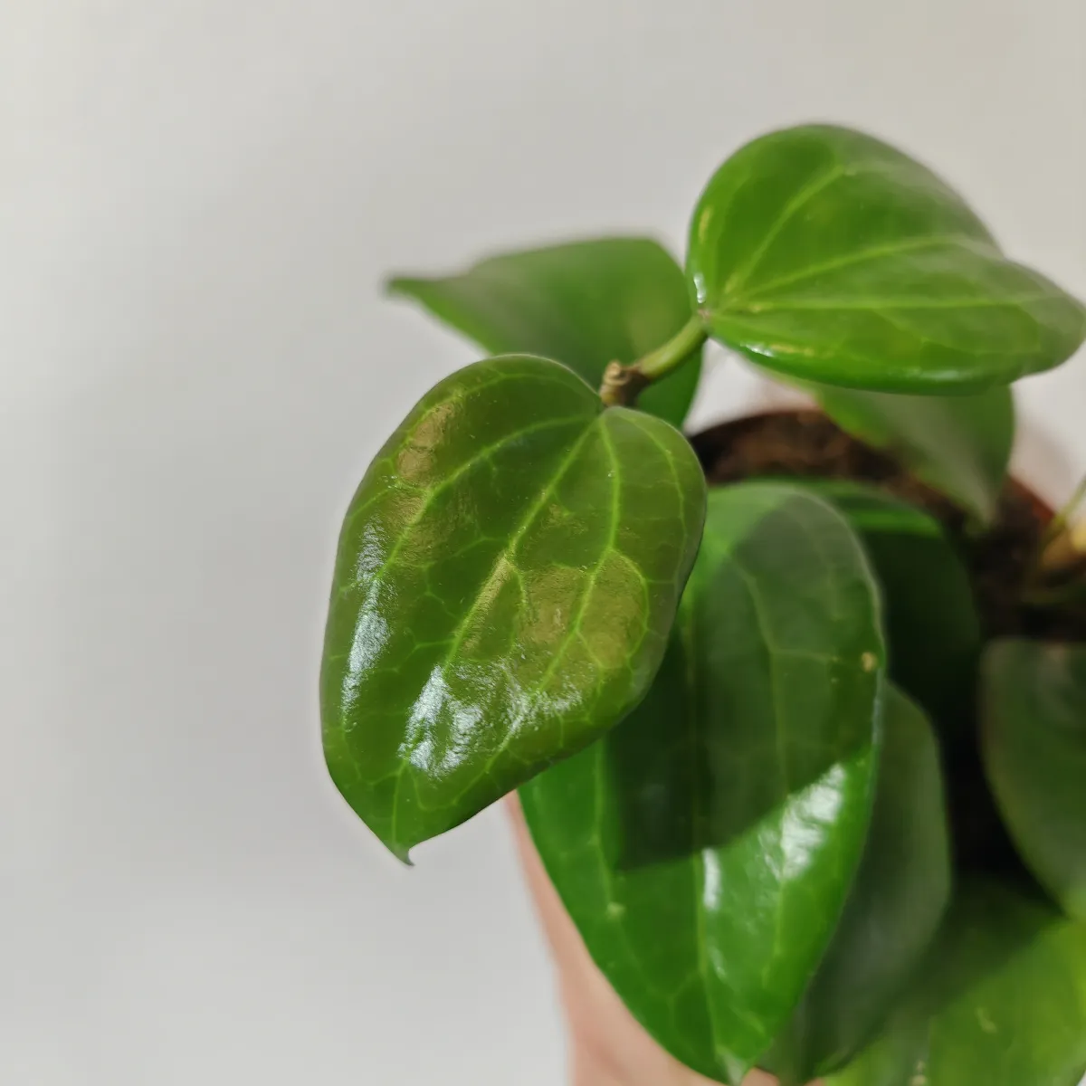 hoya “quinquenervia” - slika 2