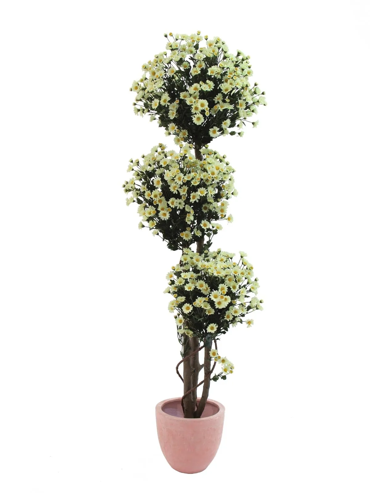 EUROPALMS Daisy tree, 160cm - Split