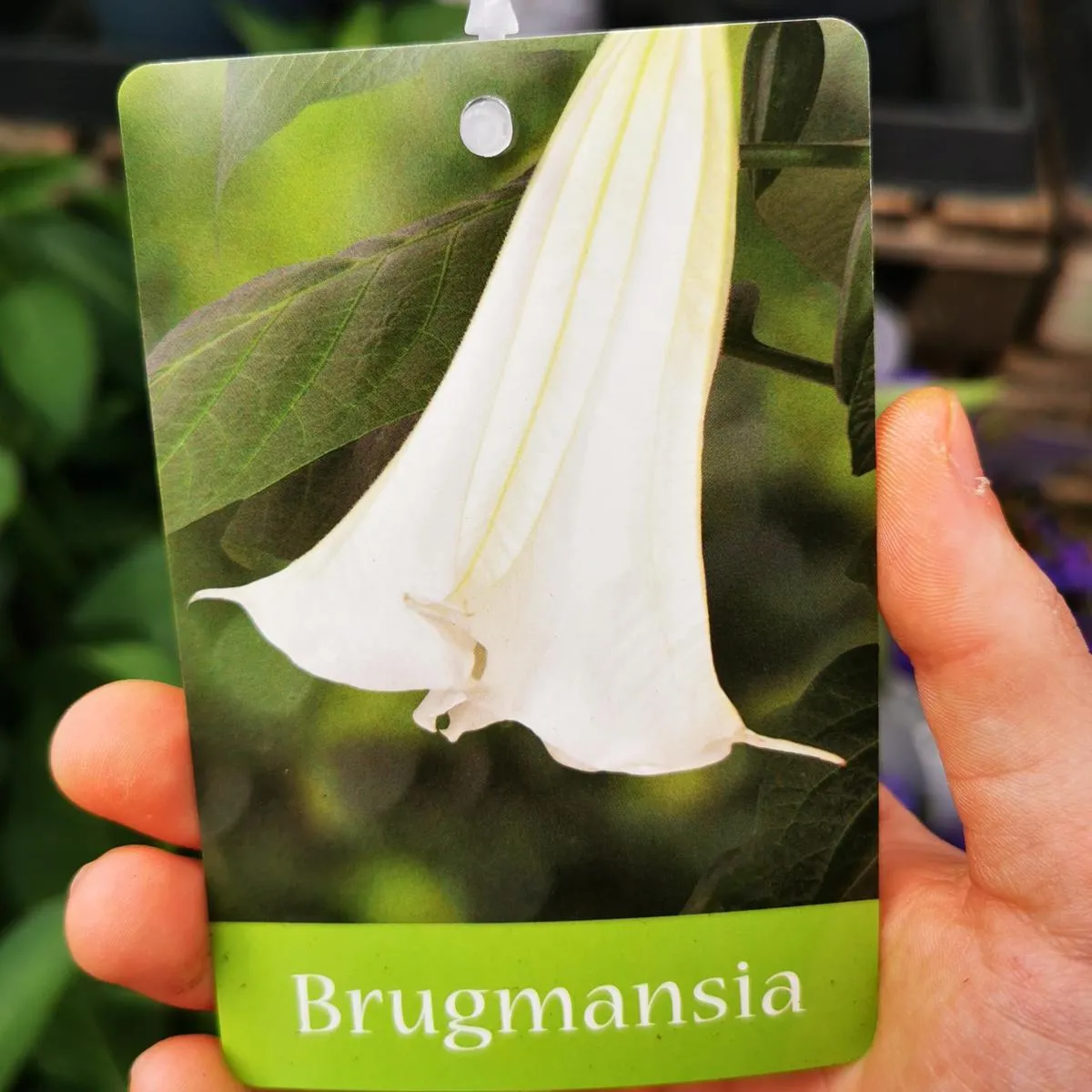 brugmansia/anđeoska truba - slika 2